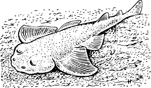 水族馆动物鱼的图解 — 图库矢量图片