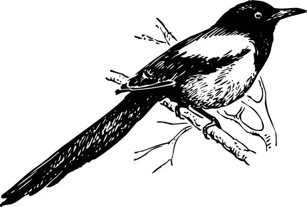 Illustrazione Vettoriale Degli Uccelli — Vettoriale Stock