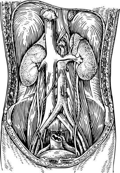 Menschliche Organe Nieren Skizzen — Stockvektor