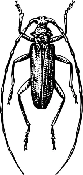 Ilustración Xilografía Insectos — Archivo Imágenes Vectoriales