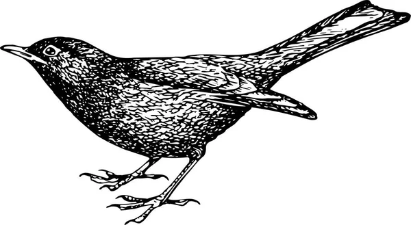 Pájaro Ilustración Grabada Vintage — Archivo Imágenes Vectoriales