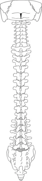 Espina Dorsal Ilustración Vectorial Moderna — Vector de stock