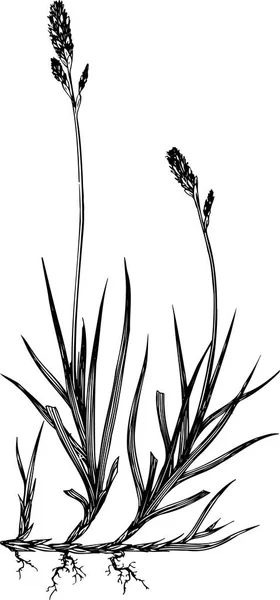 草の黒と白のベクトル図 — ストックベクタ