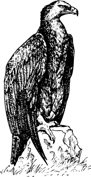 Чёрно Белая Иллюстрация Орла — стоковый вектор