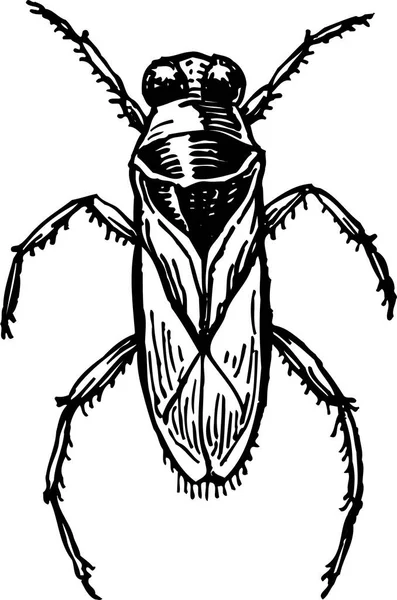Ilustración Estilo Woodcut Escarabajo — Vector de stock