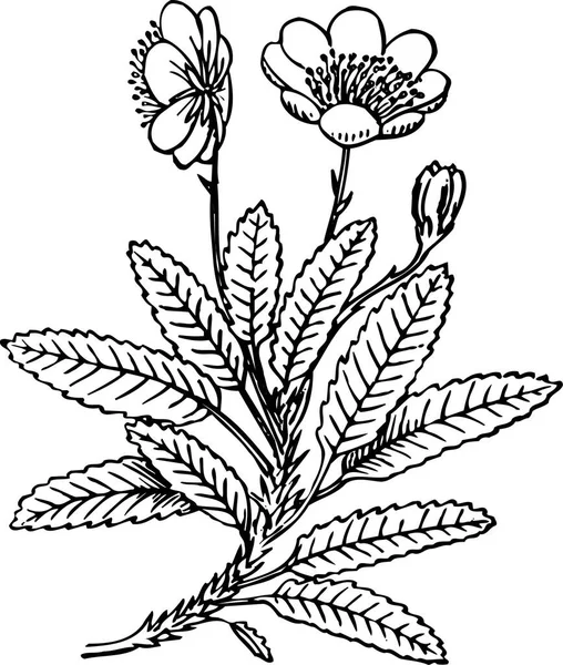 Yapraklı Güzel Bitkinin Siyah Beyaz Çizimi — Stok Vektör