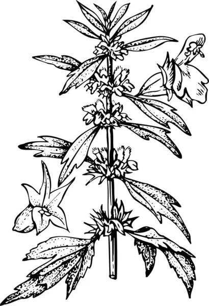 Schwarz Weiße Vektorillustration Einer Schönen Pflanze Mit Blättern — Stockvektor