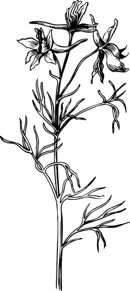 Czarny Biały Wektor Ilustracja Pięknej Rośliny Liśćmi — Wektor stockowy