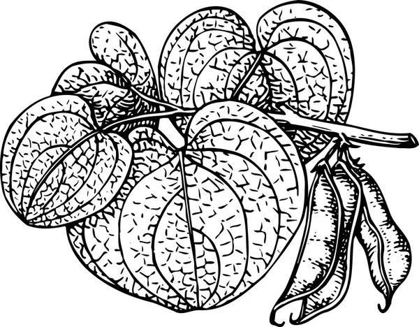 Illustration Dessin Animé Noir Blanc Plante Feuille Dans Jardin — Image vectorielle