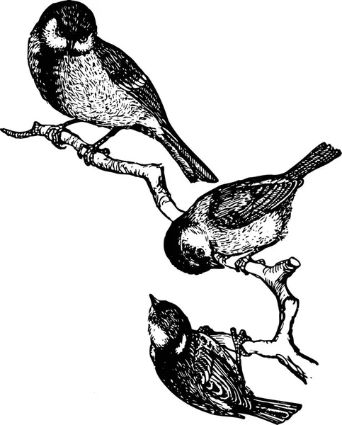 Illustrazione Bianco Nero Uccello — Vettoriale Stock