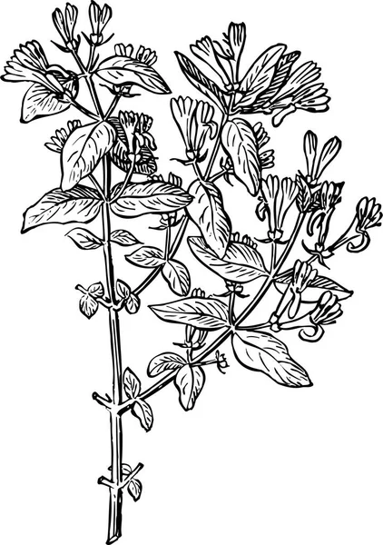 Fekete Fehér Vektor Illusztráció Gyönyörű Növény Levelekkel — Stock Vector
