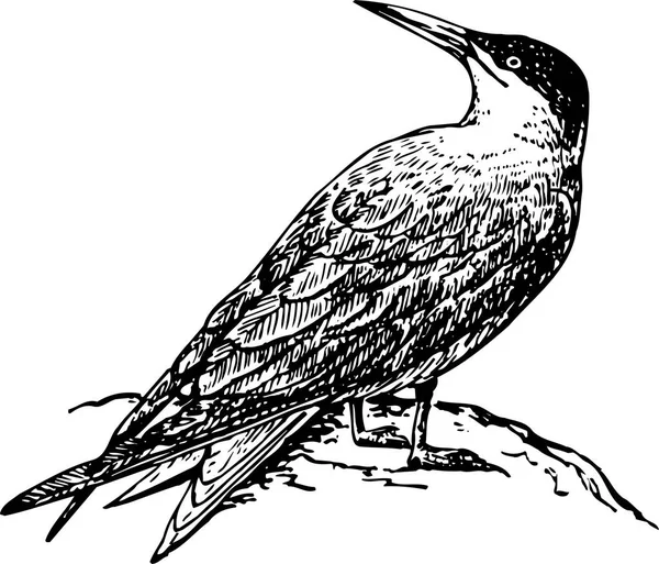 Zwart Wit Vector Illustratie Van Een Vogel — Stockvector
