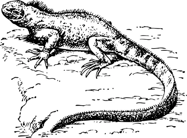 Black White Vector Illustration Sketch Lizard — Stock Vector