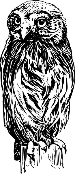 美丽猫头鹰的黑白矢量图解 — 图库矢量图片