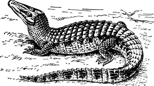 Krokodil Illusztrációja Vektor Illusztráció — Stock Vector