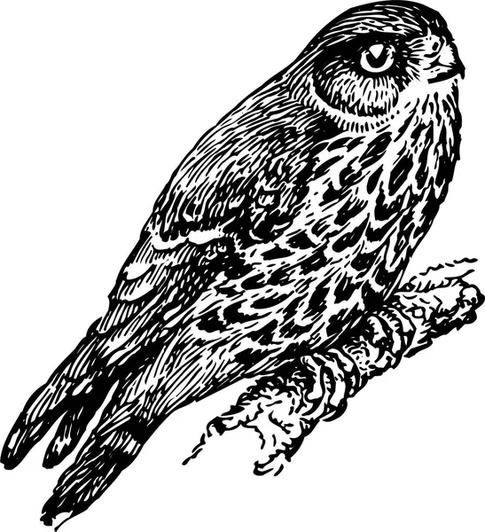 Векторная Иллюстрация Черно Белый Рисунок Птицы — стоковый вектор
