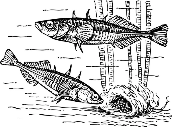 Two Fish Sea — Stock Vector
