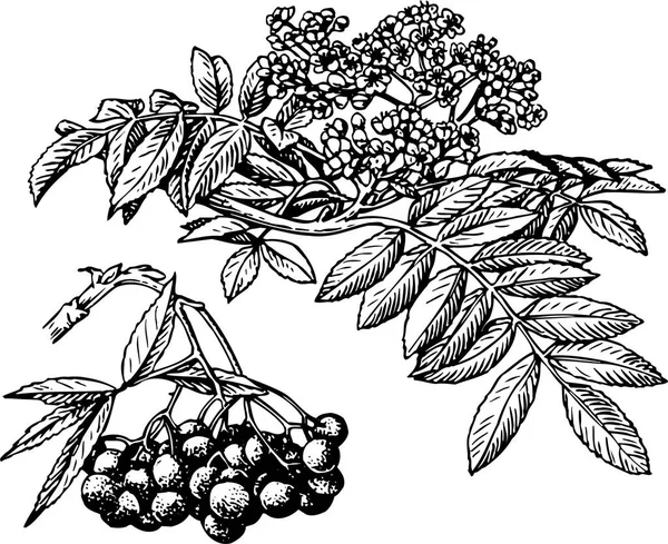 Μαύρο Και Άσπρο Όμορφο Έργο Τέχνης Των Φυτών Της Χλωρίδας — Διανυσματικό Αρχείο