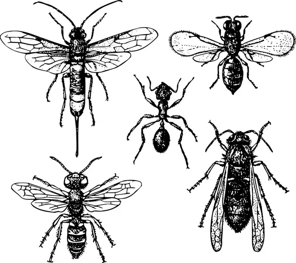 Illustration Insekter Gammal Stil — Stock vektor