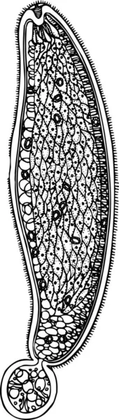Чорно Біла Векторна Ілюстрація Diphyllobothrium Latum Ізольована Білому Тлі — стоковий вектор
