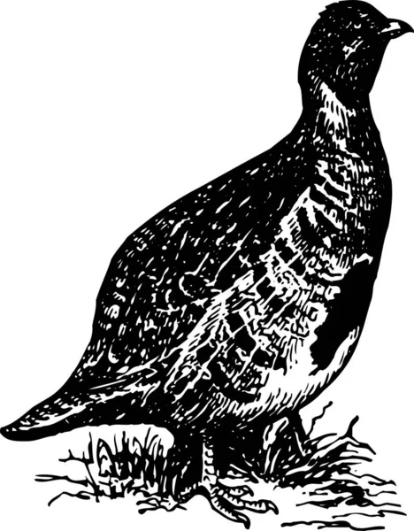 Czarny Biały Wektor Ilustracja Ptaka — Wektor stockowy