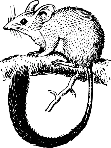 Мышь Рисунок Чернил Вектор — стоковый вектор