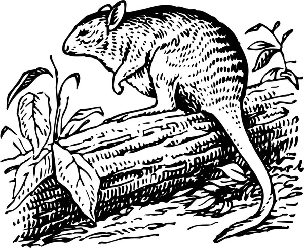 Векторный Рисунок Иллюстрации Мышки — стоковый вектор