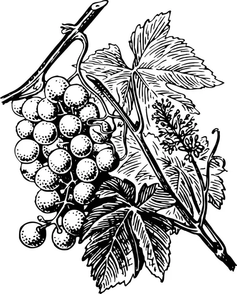 Czarno Białe Piękne Dzieła Sztuki Roślin Flory Przyrody Ilustracja Wektora — Wektor stockowy