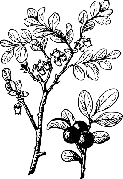 叶片美丽植物的黑白矢量图解 — 图库矢量图片