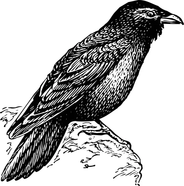 Černobílá Ilustrace Havrana — Stockový vektor