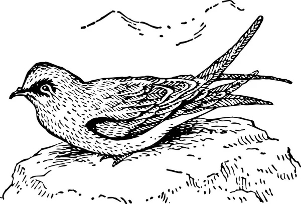 Ілюстрація Чорно Білого Птаха — стоковий вектор