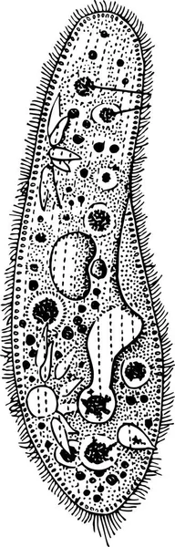 白い背景に隔離されたパラメシウムの黒および白いベクターの図 — ストックベクタ