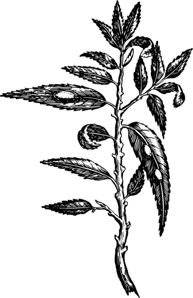 Black White Vector Illustration Beautiful Plant Leaves — Stock Vector