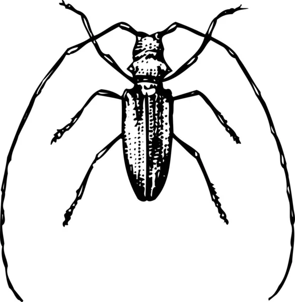 Escarabajo Escarabajo Vector Silueta Negro — Vector de stock