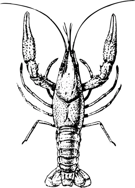 Vector Illustration Lobster — Stock Vector