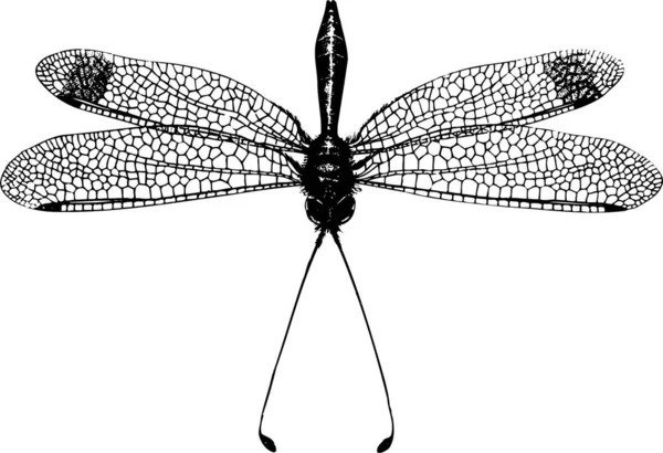 Εικονογράφηση Φορέας Dragonfly — Διανυσματικό Αρχείο