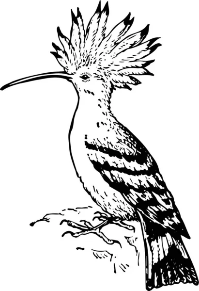 Ilustração Vetorial Pássaro — Vetor de Stock