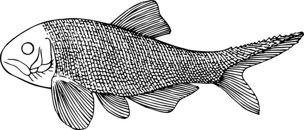 Vector Illustration Fish — Stock Vector
