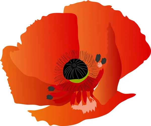 Διάνυσμα Κόκκινο Λουλούδι Παπαρούνας — Διανυσματικό Αρχείο