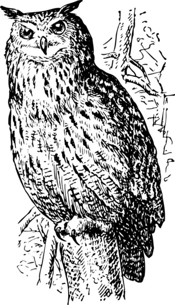 Black White Owl — Stock Vector