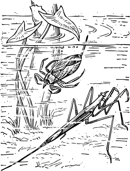 このイラストは 昆虫を表しています 3本のヴィンテージ線の図面や彫刻イラストのうちの1本です — ストックベクタ