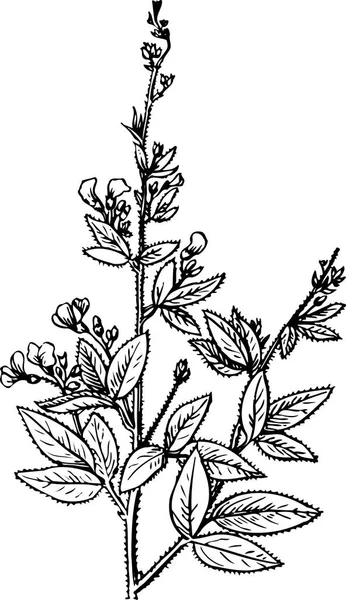 Zwart Wit Vector Illustratie Van Mooie Plant Met Bladeren — Stockvector