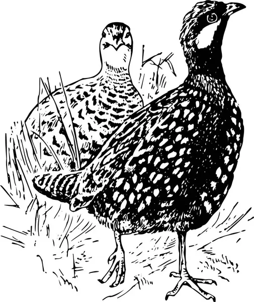 Ilustracja Wektorowa Ptaków — Wektor stockowy