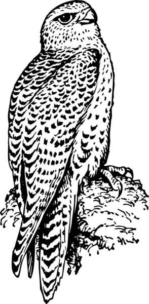 Черно Белая Векторная Иллюстрация Птицы — стоковый вектор