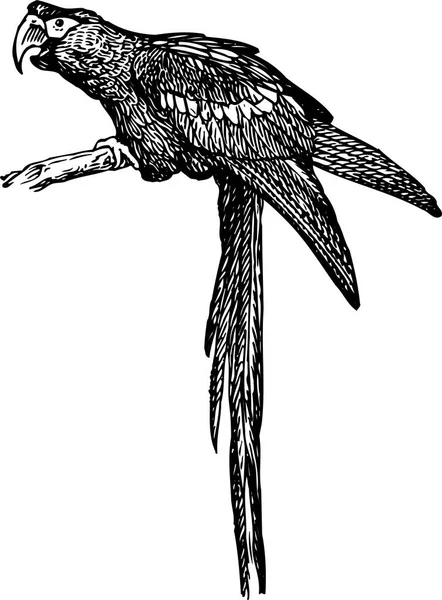 Векторный Черный Силуэт Попугая Белом Фоне — стоковый вектор