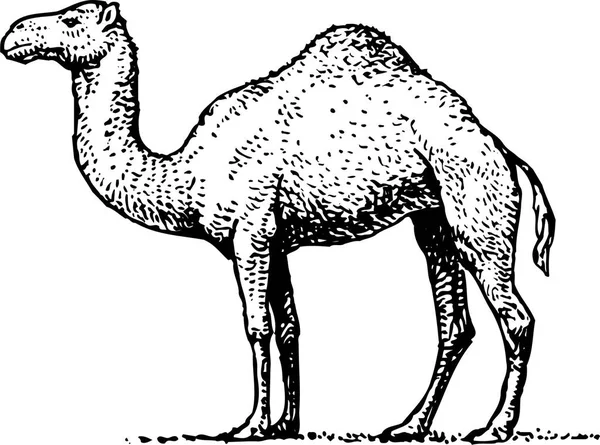 Ilustração Vetorial Animal Camelo —  Vetores de Stock
