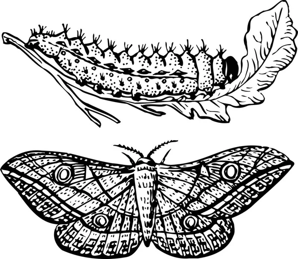Vektorová Ilustrace Hmyzu Motýl Můra Můra — Stockový vektor
