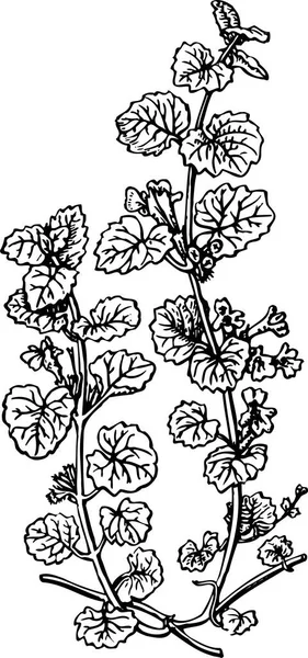 Ασπρόμαυρη Διανυσματική Απεικόνιση Όμορφου Φυτού Φύλλα — Διανυσματικό Αρχείο