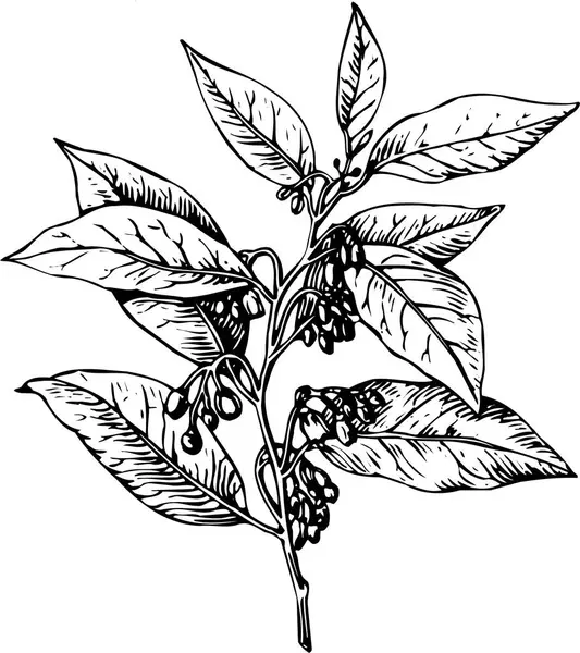 Ilustración Vectorial Blanco Negro Hermosa Planta Con Hojas — Vector de stock
