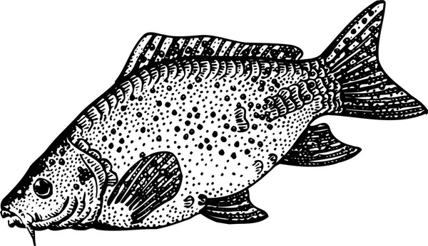 Fisk Vattnet — Stock vektor